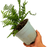 Alpine Wood Fern Dryopteris Wallichiana/Jurassic Gold - Frankton's