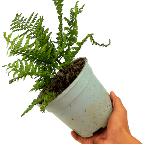 Alpine Wood Fern Dryopteris Wallichiana/Jurassic Gold - Frankton's