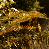 Alpine Wood Fern Dryopteris Wallichiana/Jurassic Gold - Frankton's