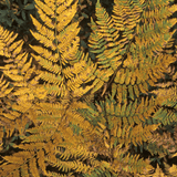 Alpine Wood Fern Dryopteris Wallichiana/Jurassic Gold - Frankton's