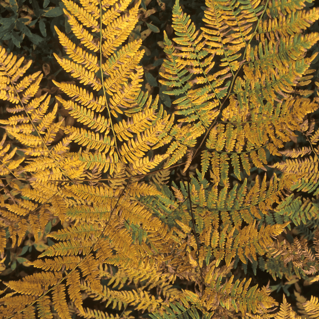 Alpine Wood Fern Dryopteris Wallichiana/Jurassic Gold - Frankton's