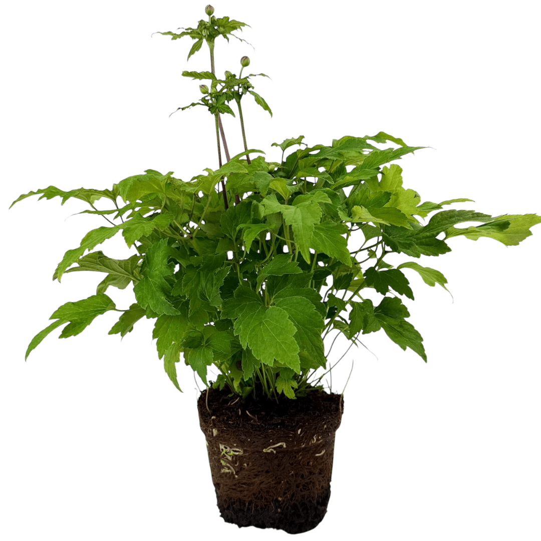 Anemone Fantasy Ariel - Frankton's