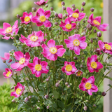 Anemone Fantasy Ariel - Frankton's