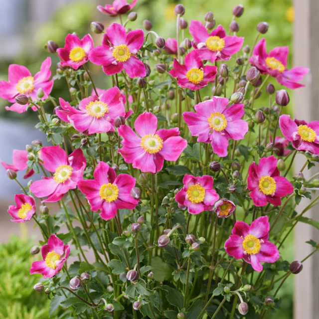 Anemone Fantasy Ariel - Frankton's