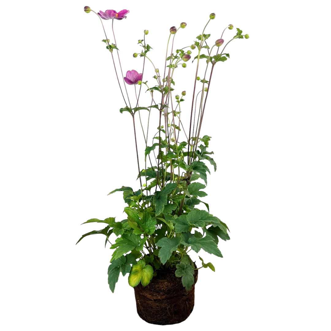 Anemone Fantasy Jasmine - Frankton's