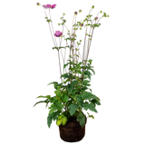 Anemone Fantasy Jasmine - Frankton's
