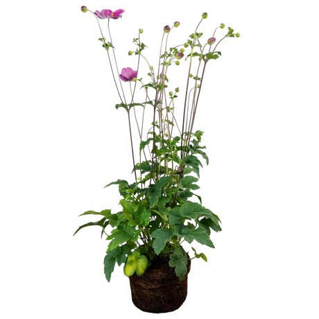 Anemone Fantasy Jasmine - Frankton's