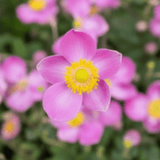 Anemone Fantasy Jasmine - Frankton's
