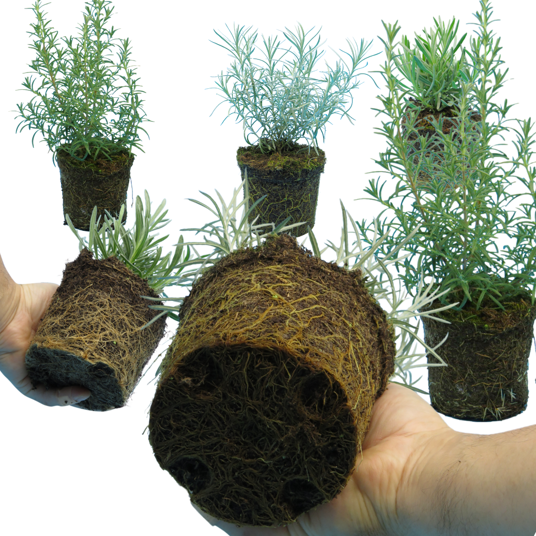 Aromatic Collection - Lavender, Helicrysum (curry plant), Rosemary - Frankton's