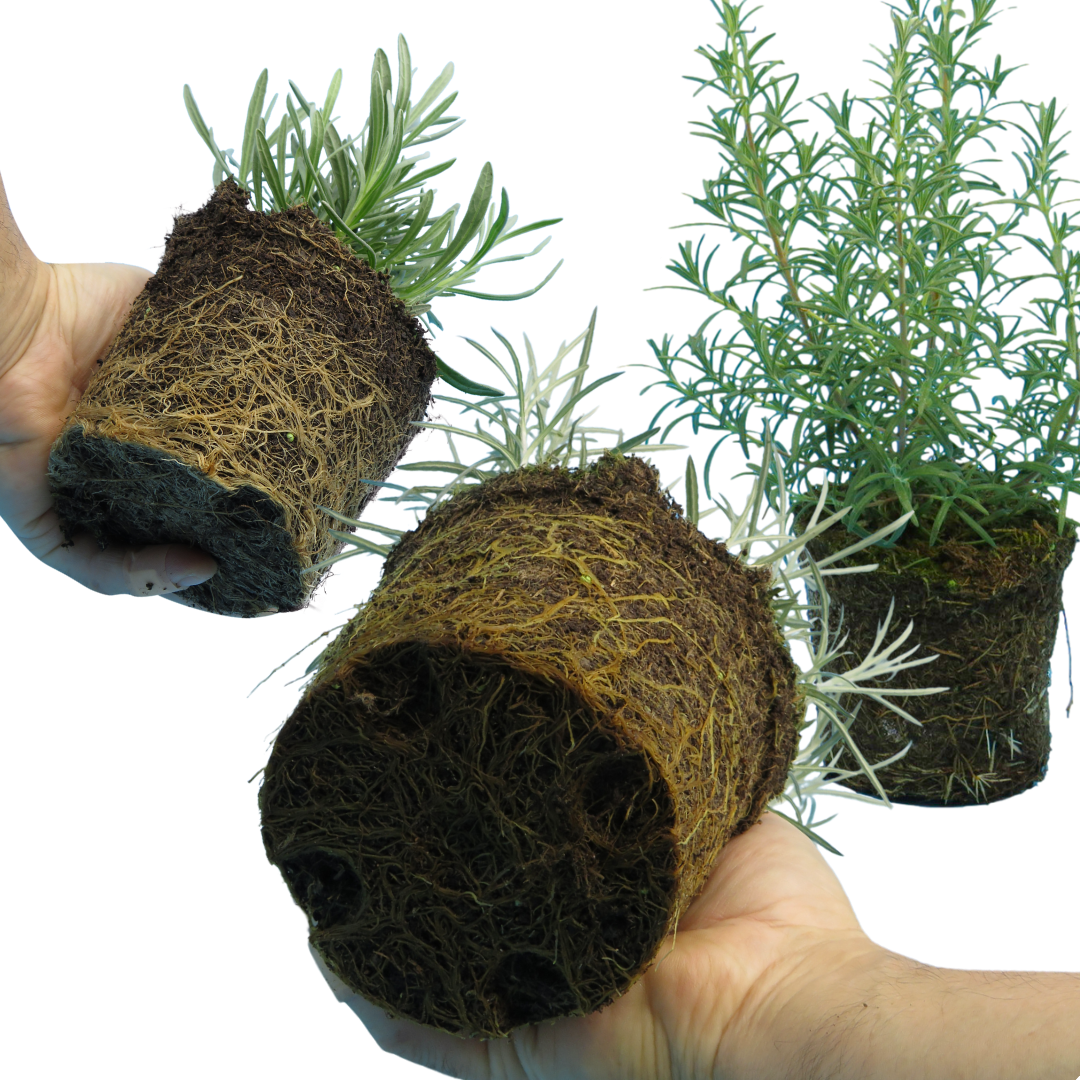 Aromatic Collection - Lavender, Helicrysum (curry plant), Rosemary - Frankton's