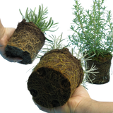 Aromatic Collection - Lavender, Helicrysum (curry plant), Rosemary - Frankton's