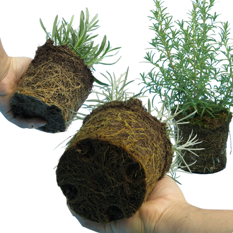 Aromatic Collection - Lavender, Helicrysum (curry plant), Rosemary - Frankton's