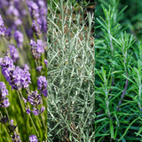 Aromatic Collection - Lavender, Helicrysum (curry plant), Rosemary - Frankton's