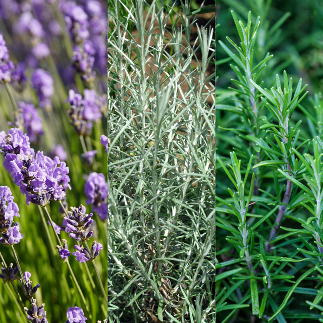 Aromatic Collection - Lavender, Helicrysum (curry plant), Rosemary - Frankton's