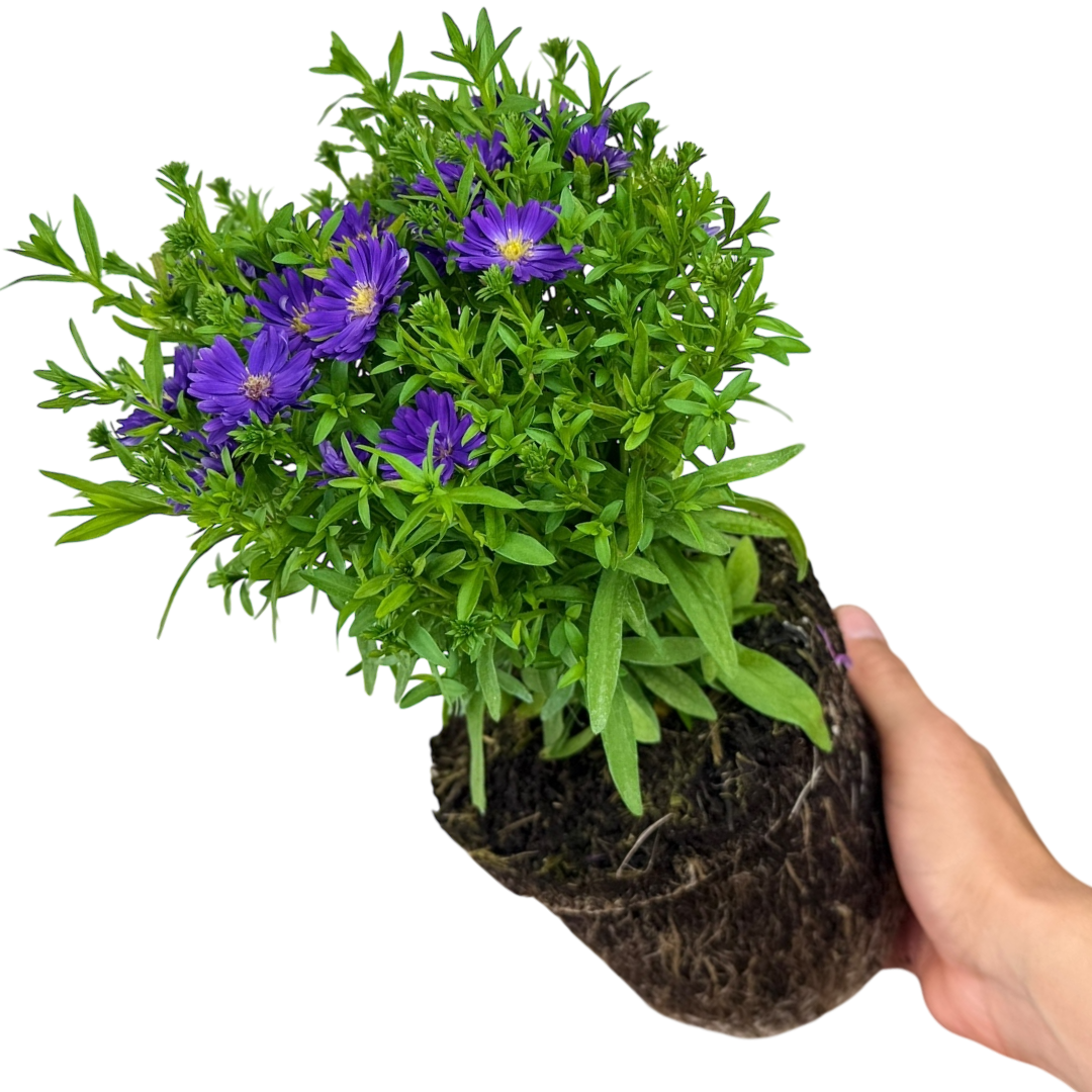 Aster Alpha Dark Purple Space - Frankton's
