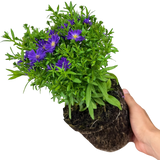 Aster Alpha Dark Purple Space - Frankton's