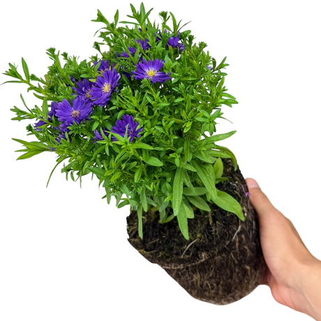 Aster Alpha Dark Purple Space - Frankton's