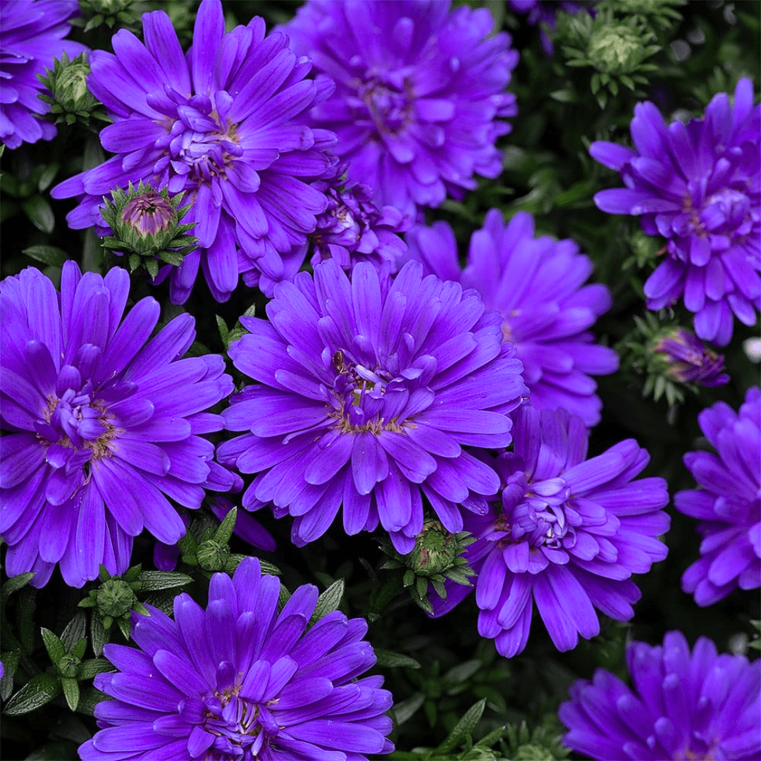 Aster Alpha Dark Purple Space - Frankton's