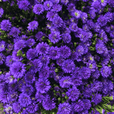 Aster Alpha Dark Purple Space - Frankton's