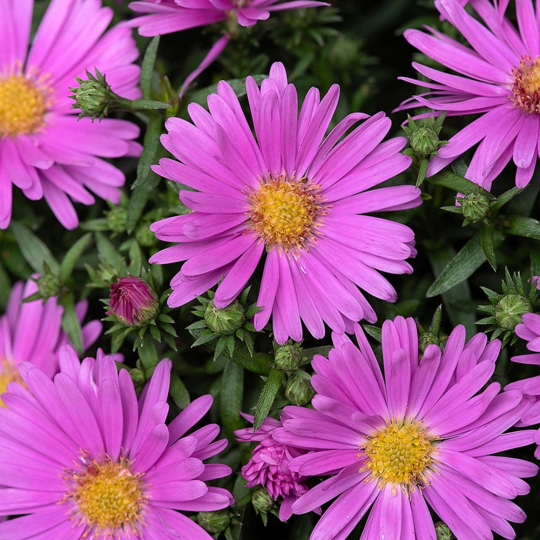 Aster Alpha Light Pink - Frankton's