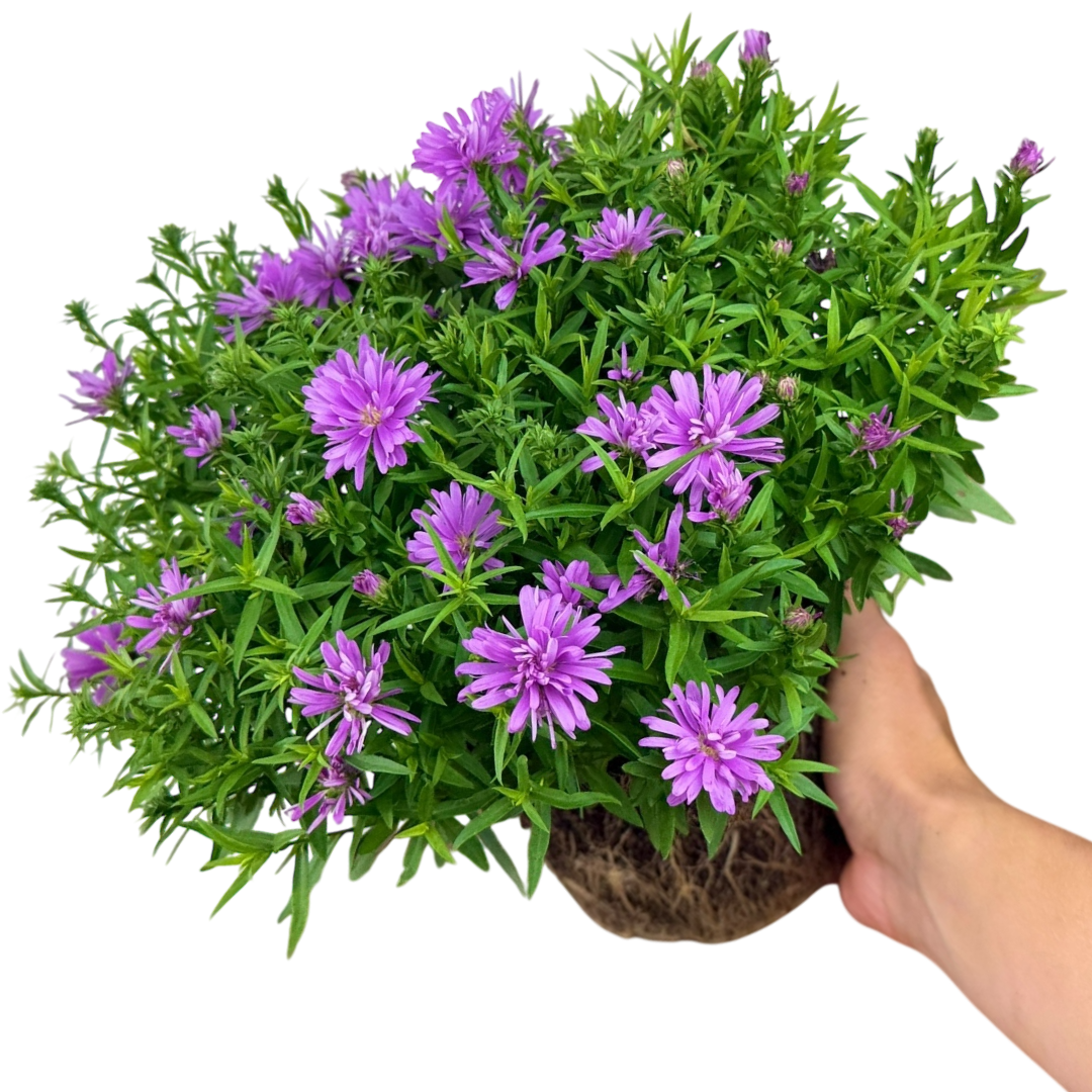 Aster Alpha Light Pink - Frankton's