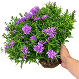 Aster Alpha Light Pink - Frankton's