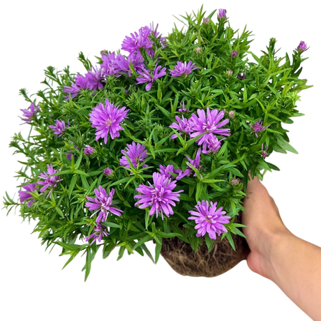 Aster Alpha Light Pink - Frankton's