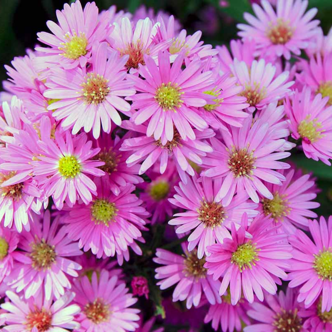 Aster Alpha Light Pink - Frankton's