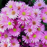 Aster Alpha Light Pink - Frankton's