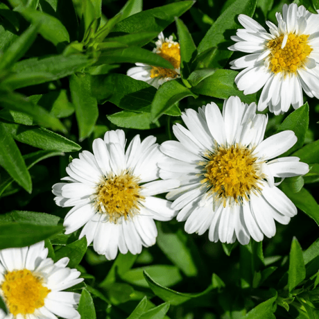 Aster Alpha White - Frankton's