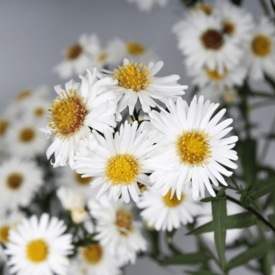 Aster Alpha White - Frankton's