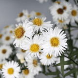 Aster Alpha White - Frankton's