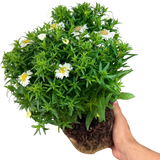 Aster Alpha White - Frankton's