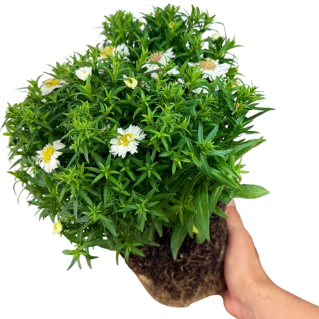 Aster Alpha White - Frankton's