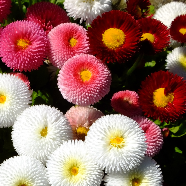 Bellis Assorted - Frankton's