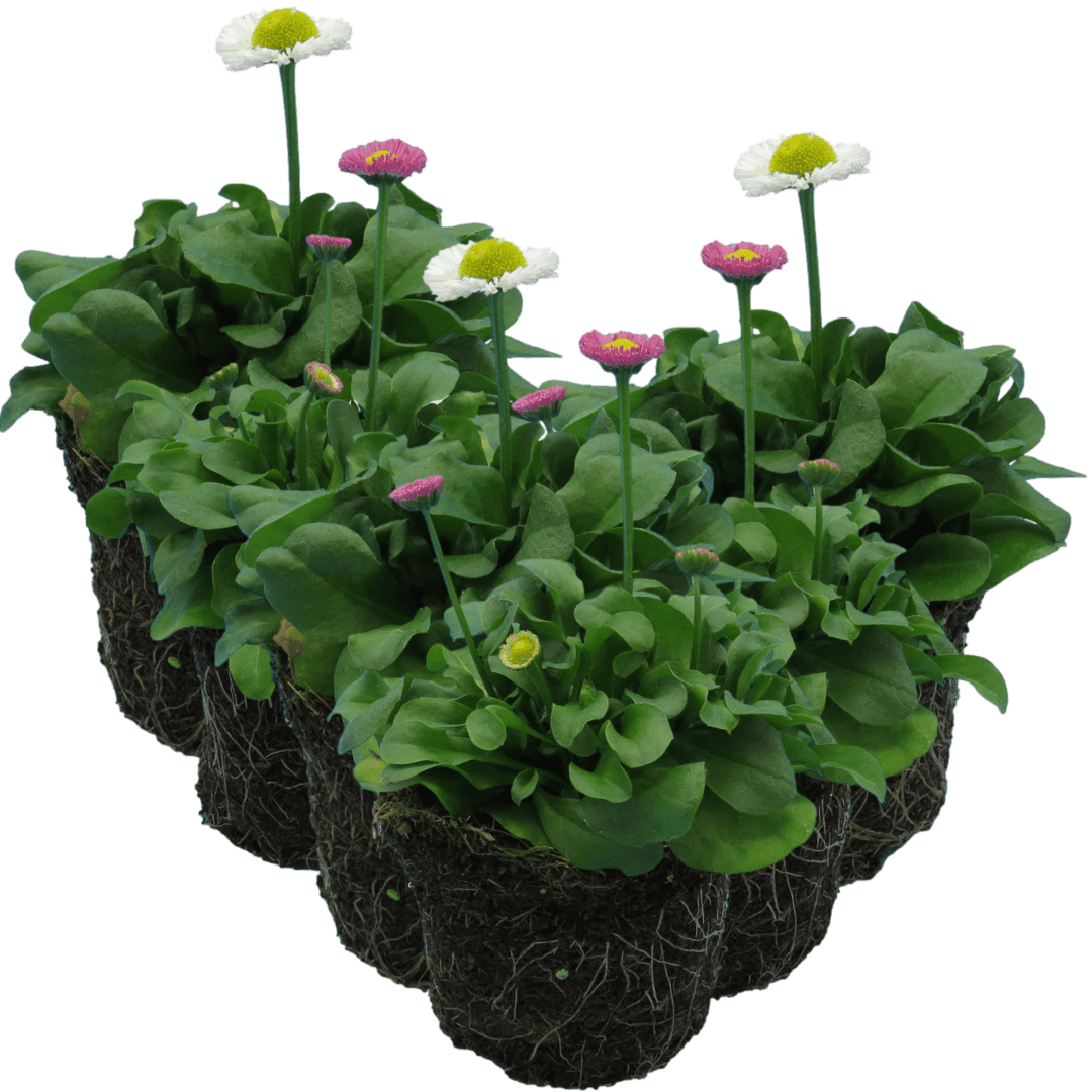 Bellis Assorted - Frankton's
