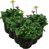 Bellis Assorted - Frankton's