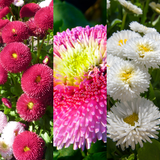 Bellis Assorted - Frankton's