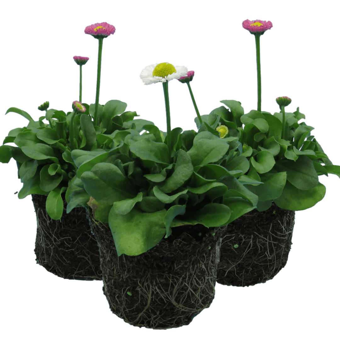 Bellis Assorted - Frankton's