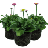 Bellis Assorted - Frankton's