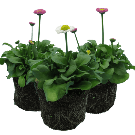 Bellis Assorted - Frankton's