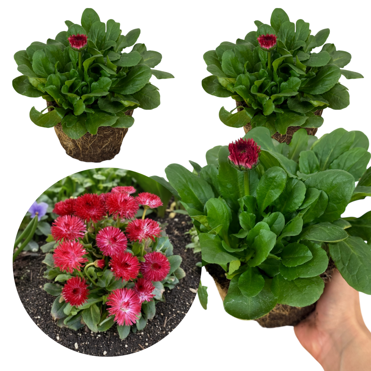 Bellis Habanera Red - Frankton's