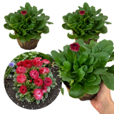 Bellis Habanera Red - Frankton's