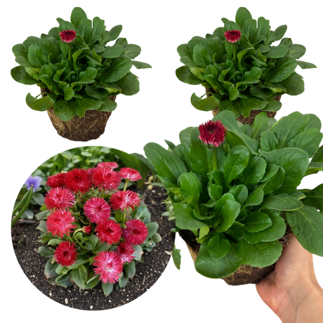 Bellis Habanera Red - Frankton's