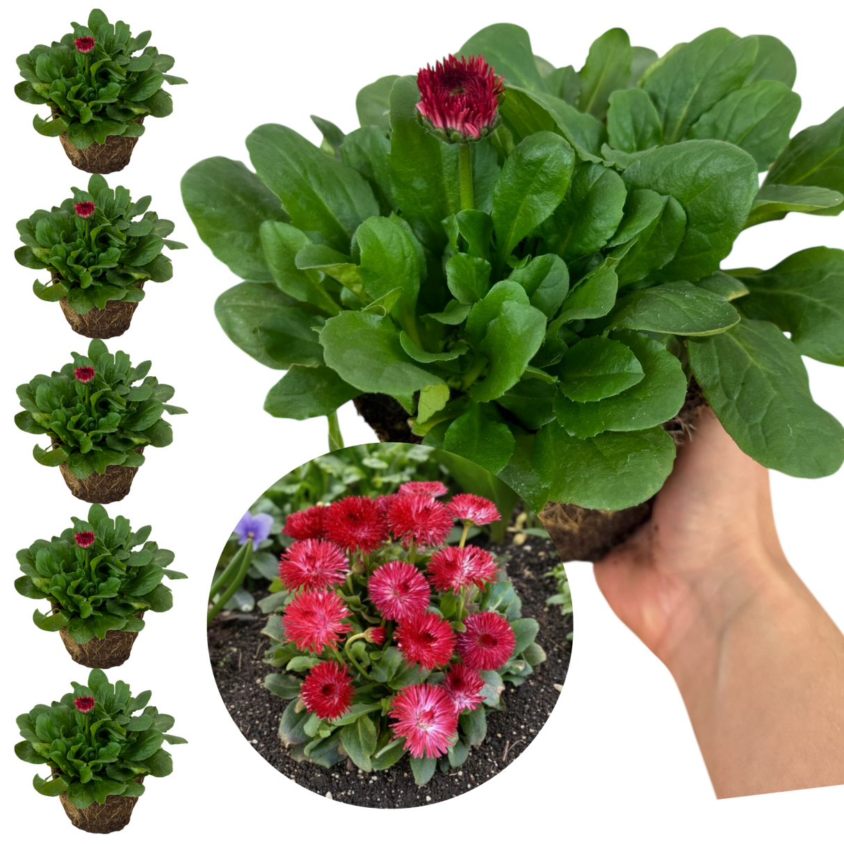 Bellis Habanera Red - Frankton's