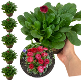 Bellis Habanera Red - Frankton's