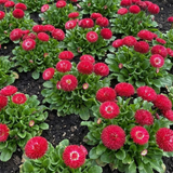Bellis Habanera Red - Frankton's
