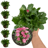 Bellis Habanera Rose - Frankton's