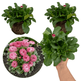 Bellis Habanera Rose - Frankton's