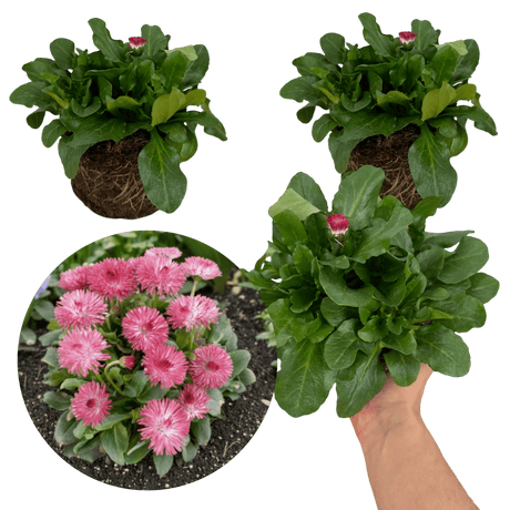 Bellis Habanera Rose - Frankton's